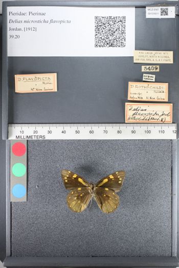 Media type: image;   Entomology 131611
